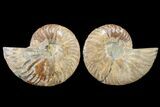 Bargain, Cut & Polished Ammonite Fossil - Madagascar #148040-1